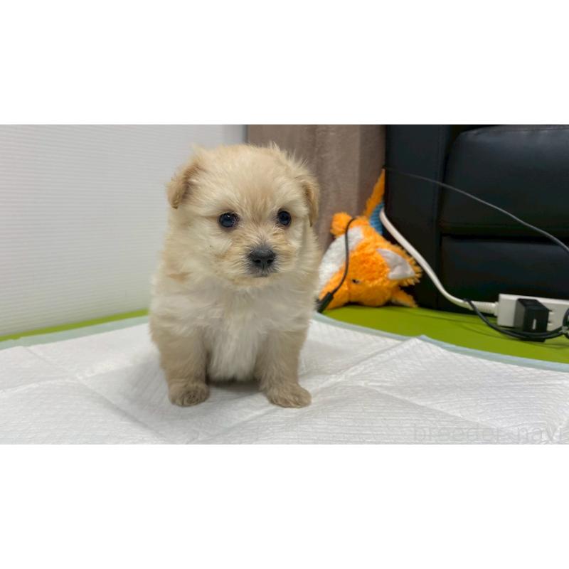 販売中の兵庫県のポメプー:ポメラニアン×トイプードル-409764の4枚目